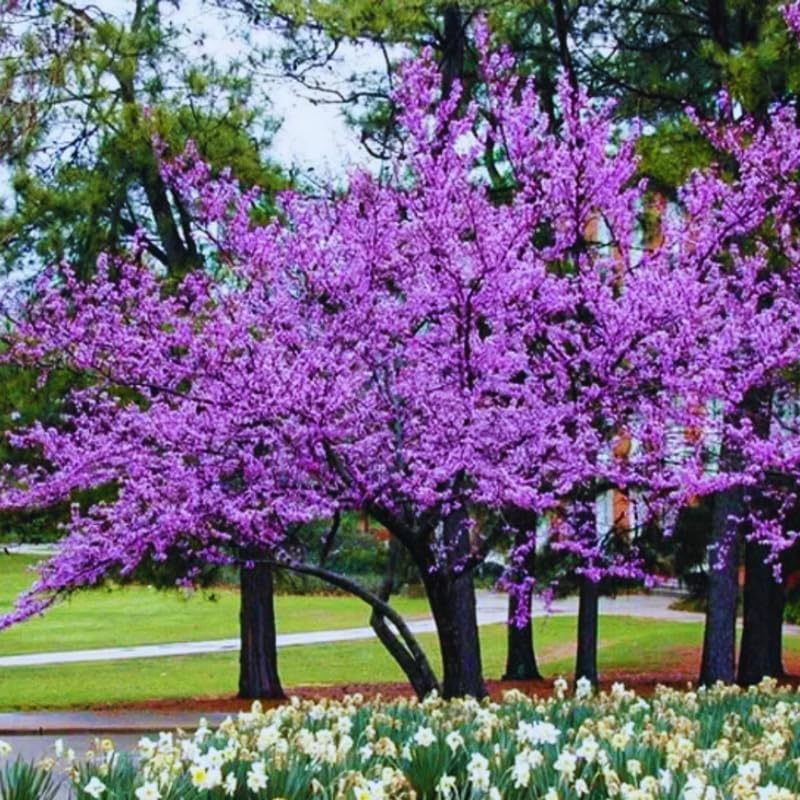 5 Dormant Eastern Redbud Trees Live Plants Seedlings Bare Roots, 6 to 13 Inc Tall Red Bud Trees