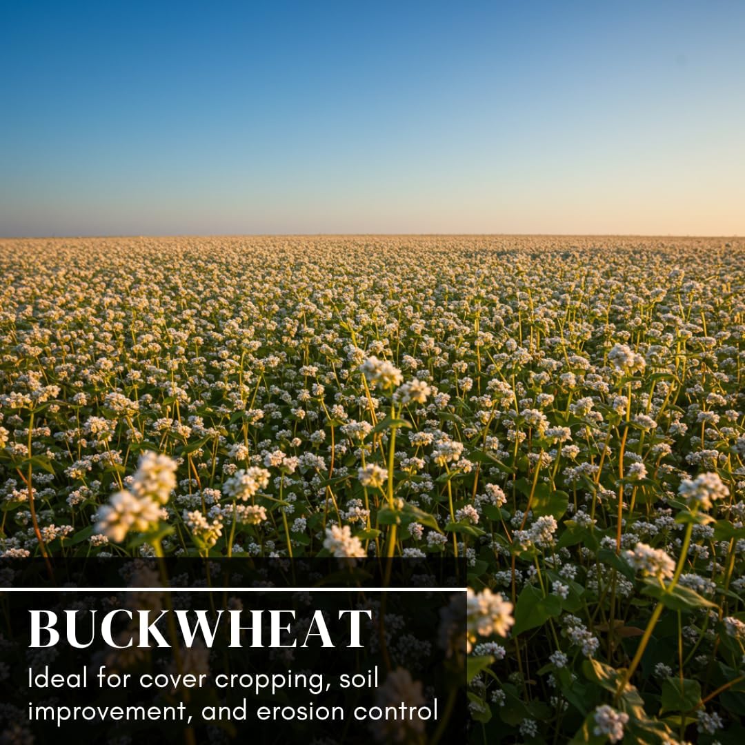 Buckwheat Seeds for Planting - Cover Crop, Grain, Bee Pasture, Pollinator, Wildlife Seed (50 Pounds)