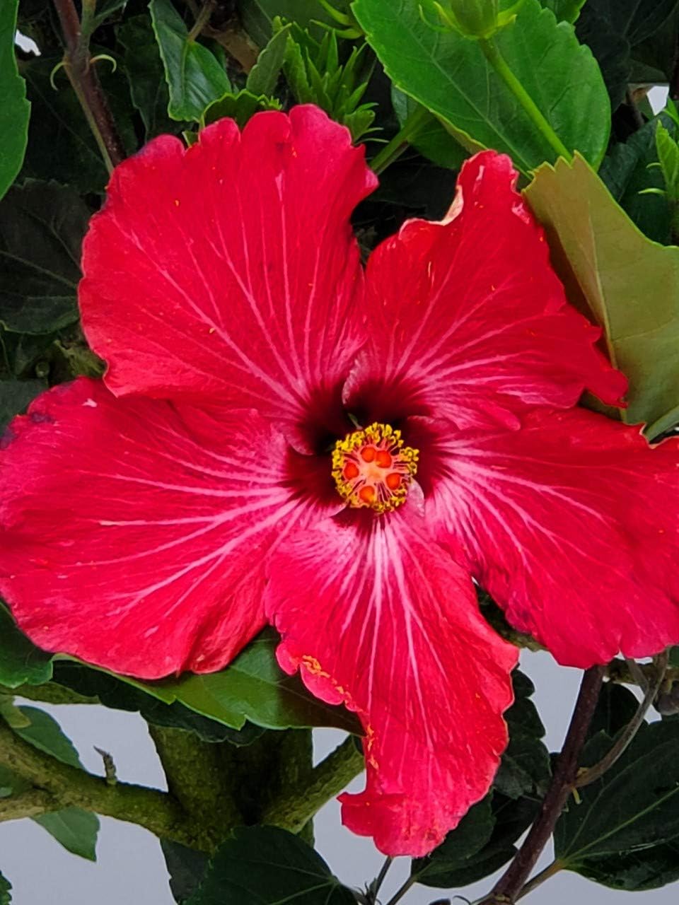 Hibiscus Tree Live - Pink Flowers - Tropical Plants of Florida - Overall Height 38" to 44" (Plant