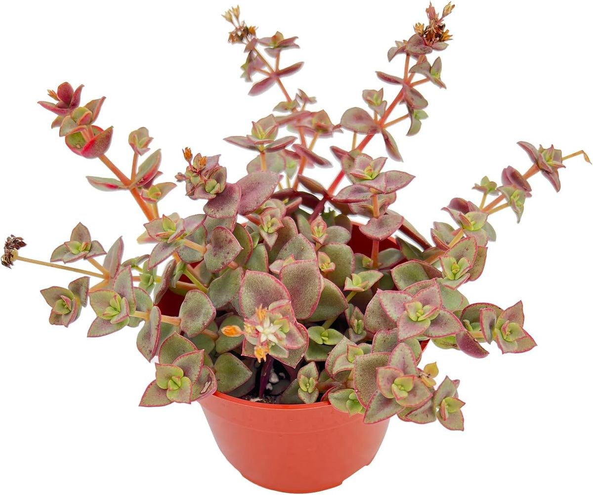 Live Succulents 'Calico Kitten' (4-inch), Succulent Plants Fully Rooted in Pots with Soil