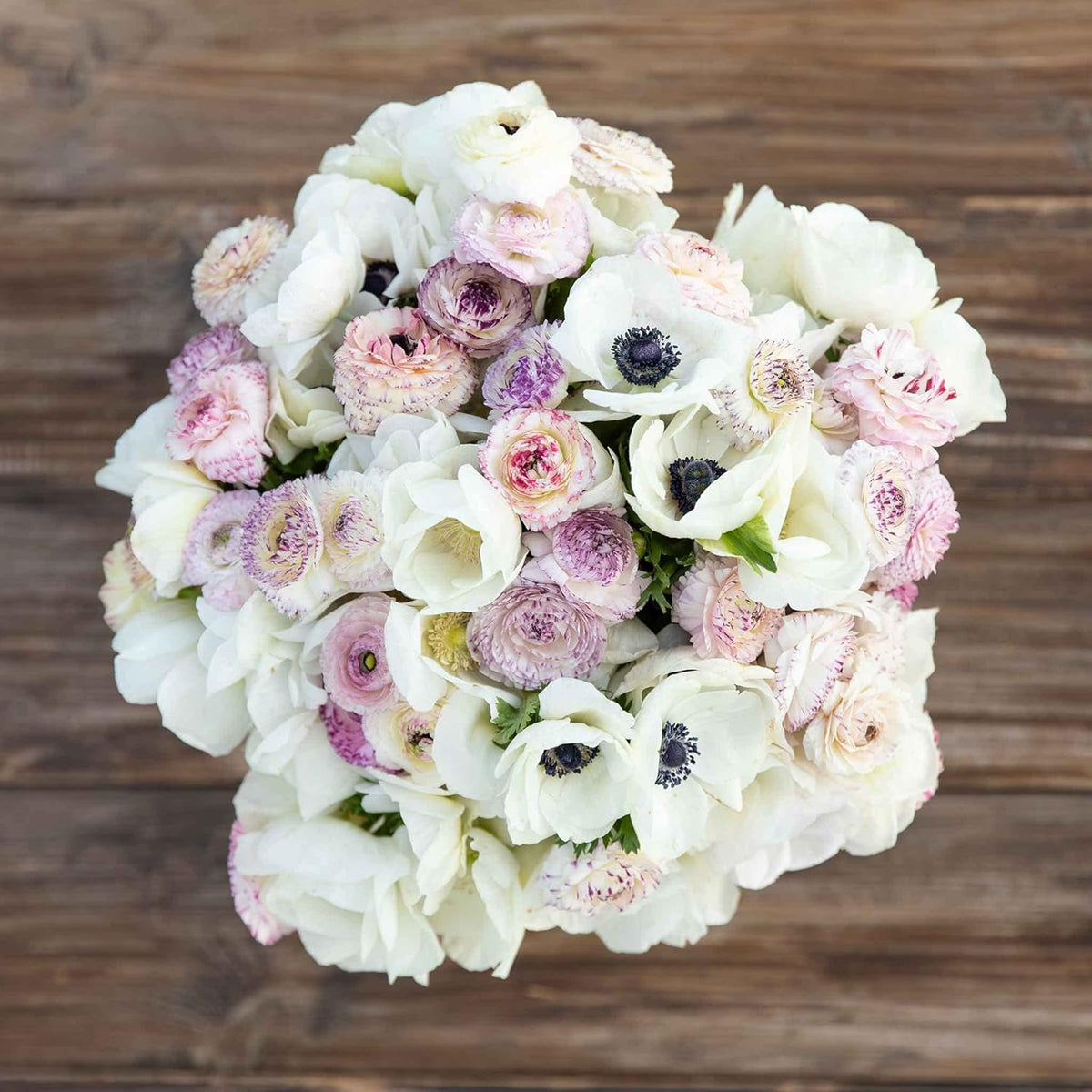 Eden Brothers Anemone & Ranunculus Bulbs - Alpine Mix