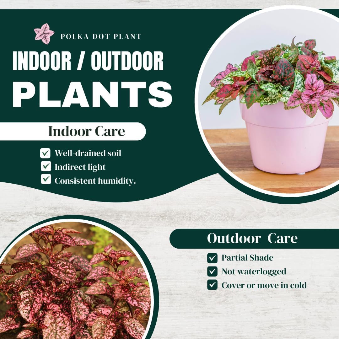 Polka Dot Plant Collection (4-Pack) - Live Houseplants, Small Indoor Plants, Hypoestes (Red, White