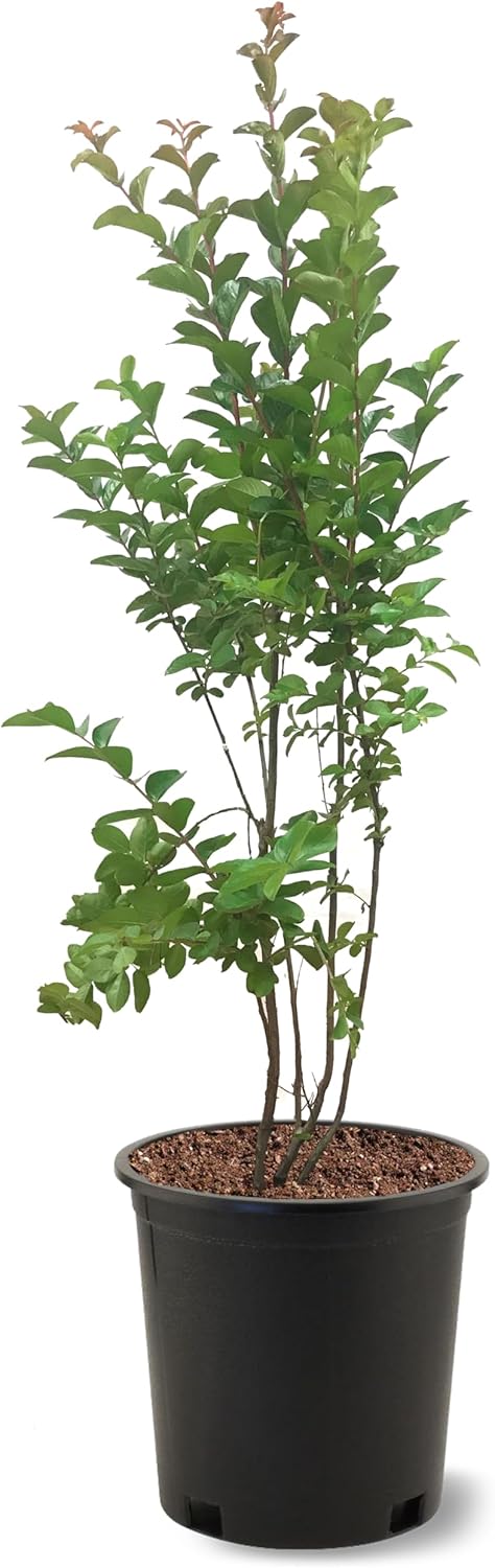American Plant Exchange Sioux Crape Myrtle Tree Live, 3-Gallon Pot, 1-2ft Tall, Bright Pink