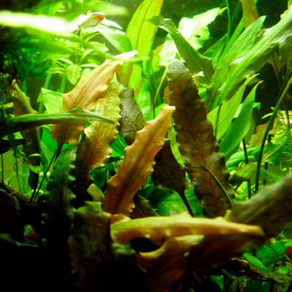 30+ Stems Package Starter Beginner Set Live Aquarium Plants Java Moss, Micro Sword, Rosette Amazon
