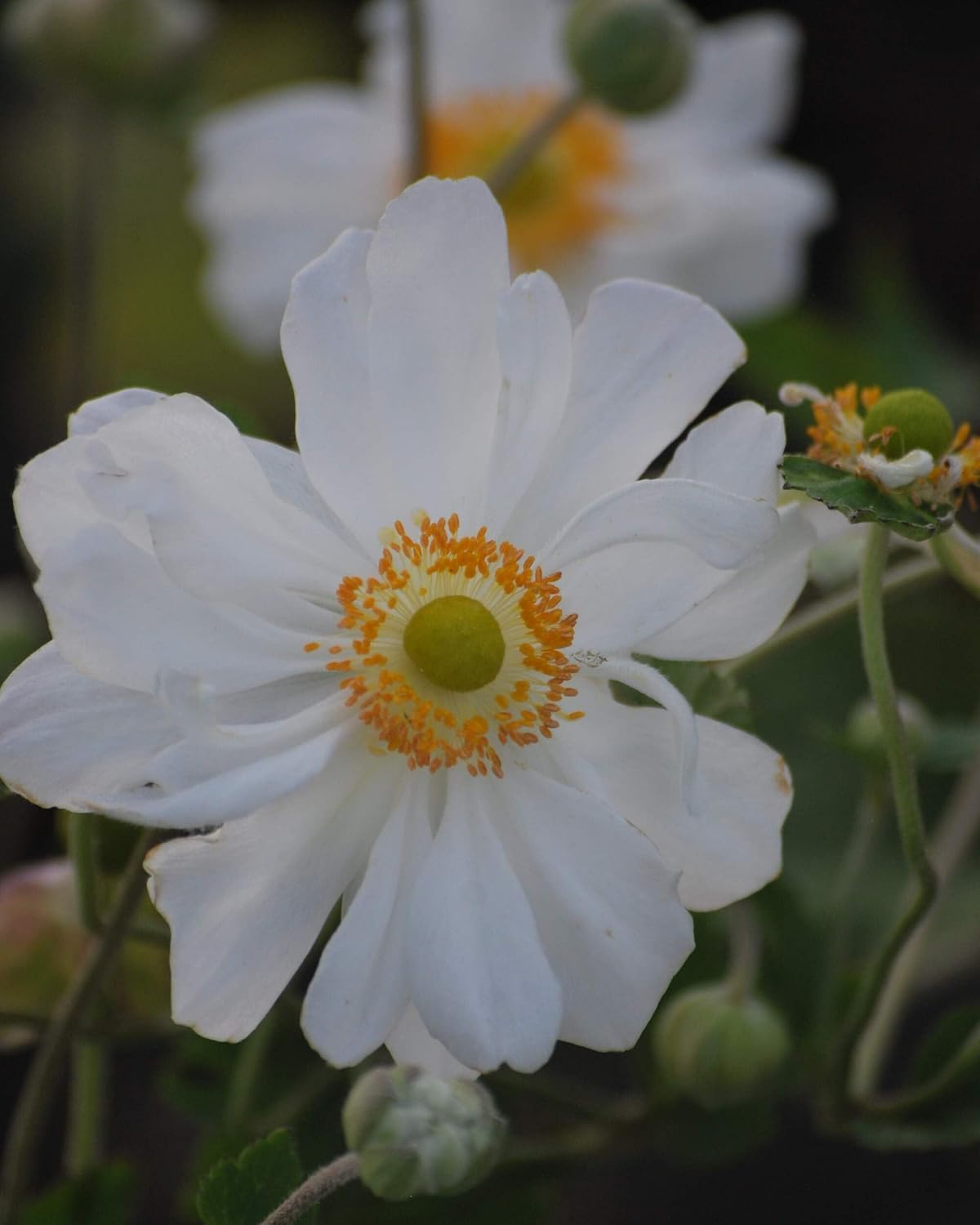 Perennial Farm Anemone x Hybrida 'Whirlwind' – Live Windflower in #1 Container, Semi-Double White
