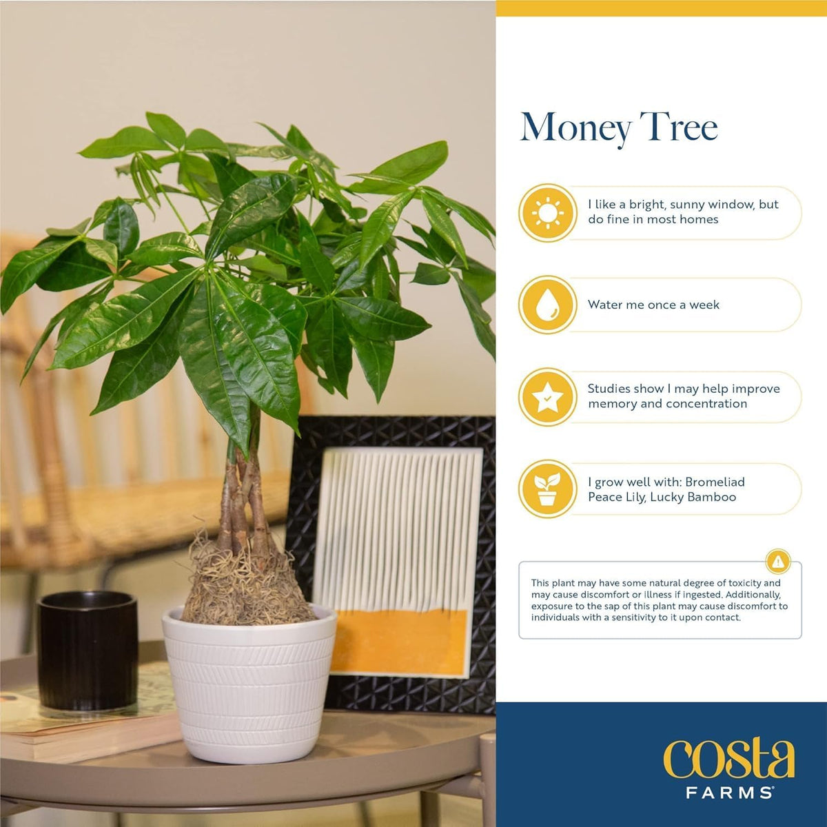 Costa Farms Money Tree Live Plant in Decorative Pot, Air Purifying Indoor Houseplant, Perfect for