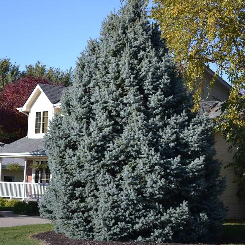 Colorado Blue Spruce Tree Plug Seedlings | 6"-12" | Arbor Day Foundation (10-Pack)