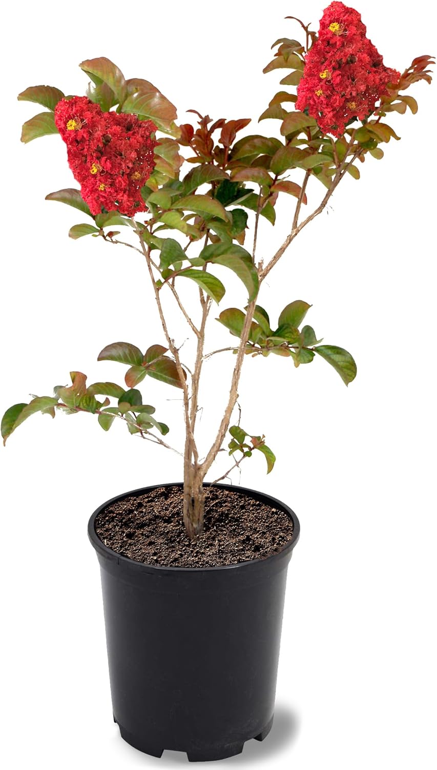 American Plant Exchange Miss Frances Crape Myrtle Tree Live, 1-Gallon Pot, 1-1.5ft Tall, Vibrant