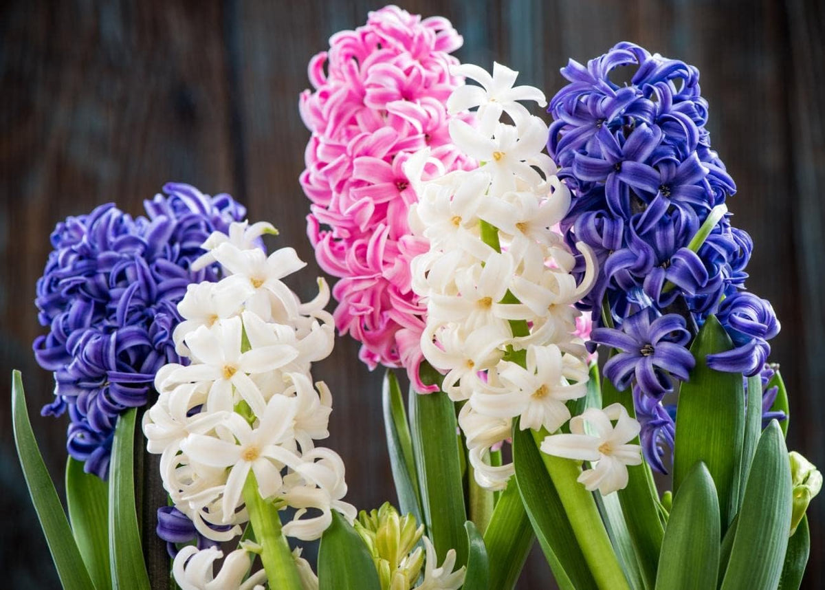 Mixed Hyacinth Bulbs for Forcing Indoors - 12Pcs Mixed Hyacinth Flower Bulbs for Fall Planting with