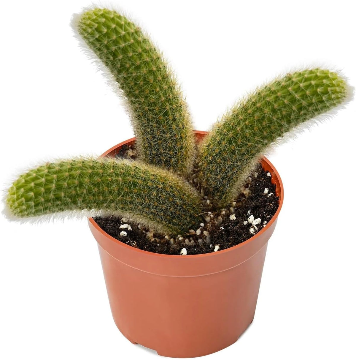 Rare Cactus Plants, 6" Monkey Tail Cactus, Live Succulent Cacti Plants Fully Rooted in Grower Pots