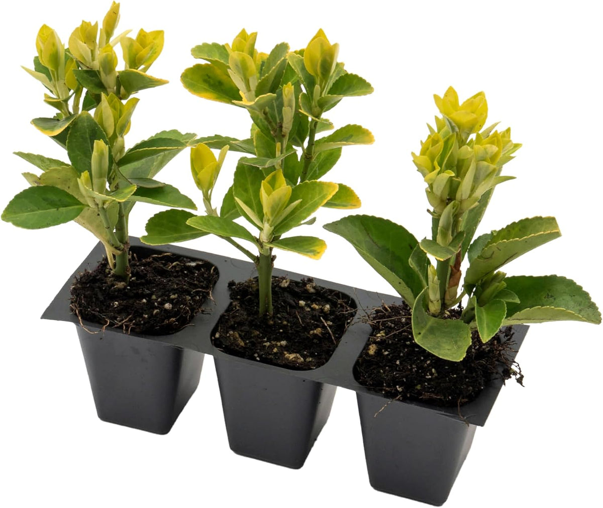 3 Golden Euonymus Shrubs | Live Plants in 2.5-inch Nursery Cubes | Japonica ‘Aureo-Marginatus’
