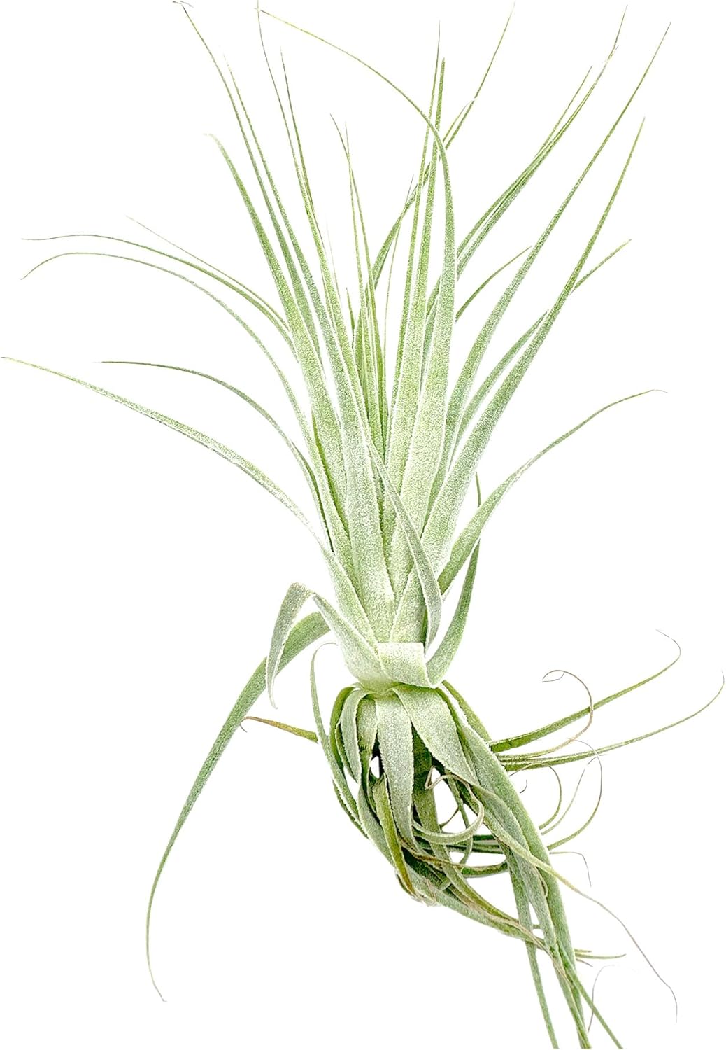 Live Air Plant - Tillandsia Gardneri 5-7” - 5ct - ragnaroc Rare Collectors Indoor Tropical Plant
