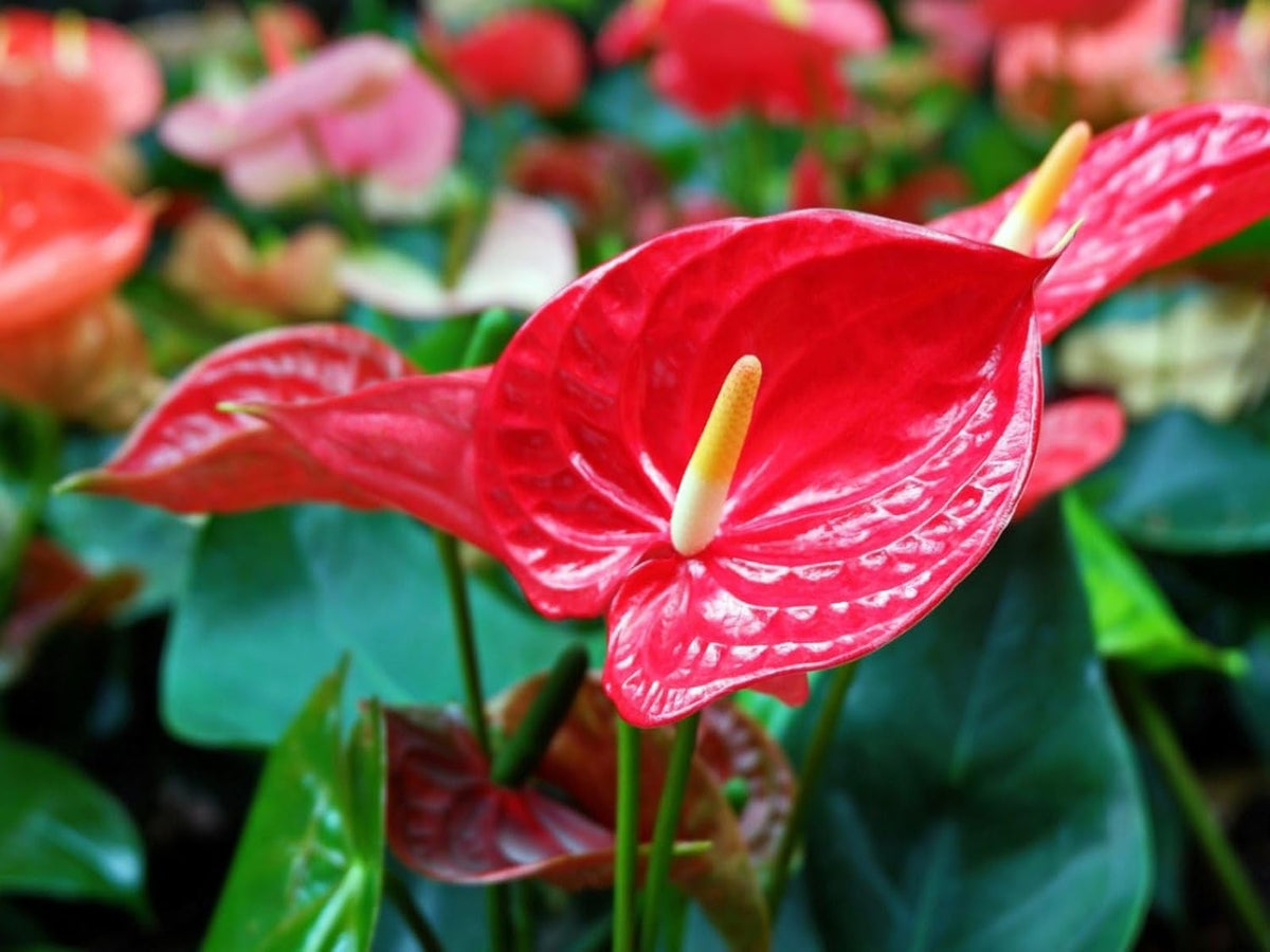 Gardenera Premium Balsam Camellia Potting Soil Mix - Perfect Balance of Nutrients, Drainage, and