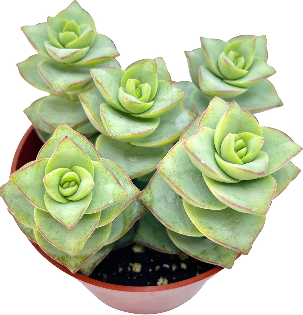Live Succulent 4" Crassula Perforata Ivory Towers, Succulents Plants Live Fully Rooted House Plant