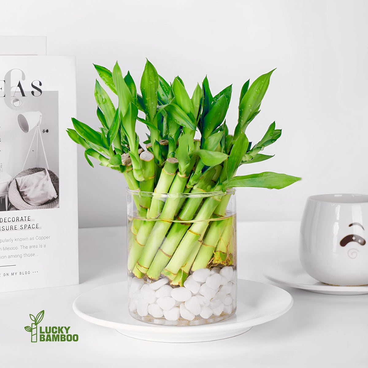 Lucky Bamboo Plants Live Indoor (10 Stalks, 6 Inch) - Fresh House Plants for Office Desk, Home