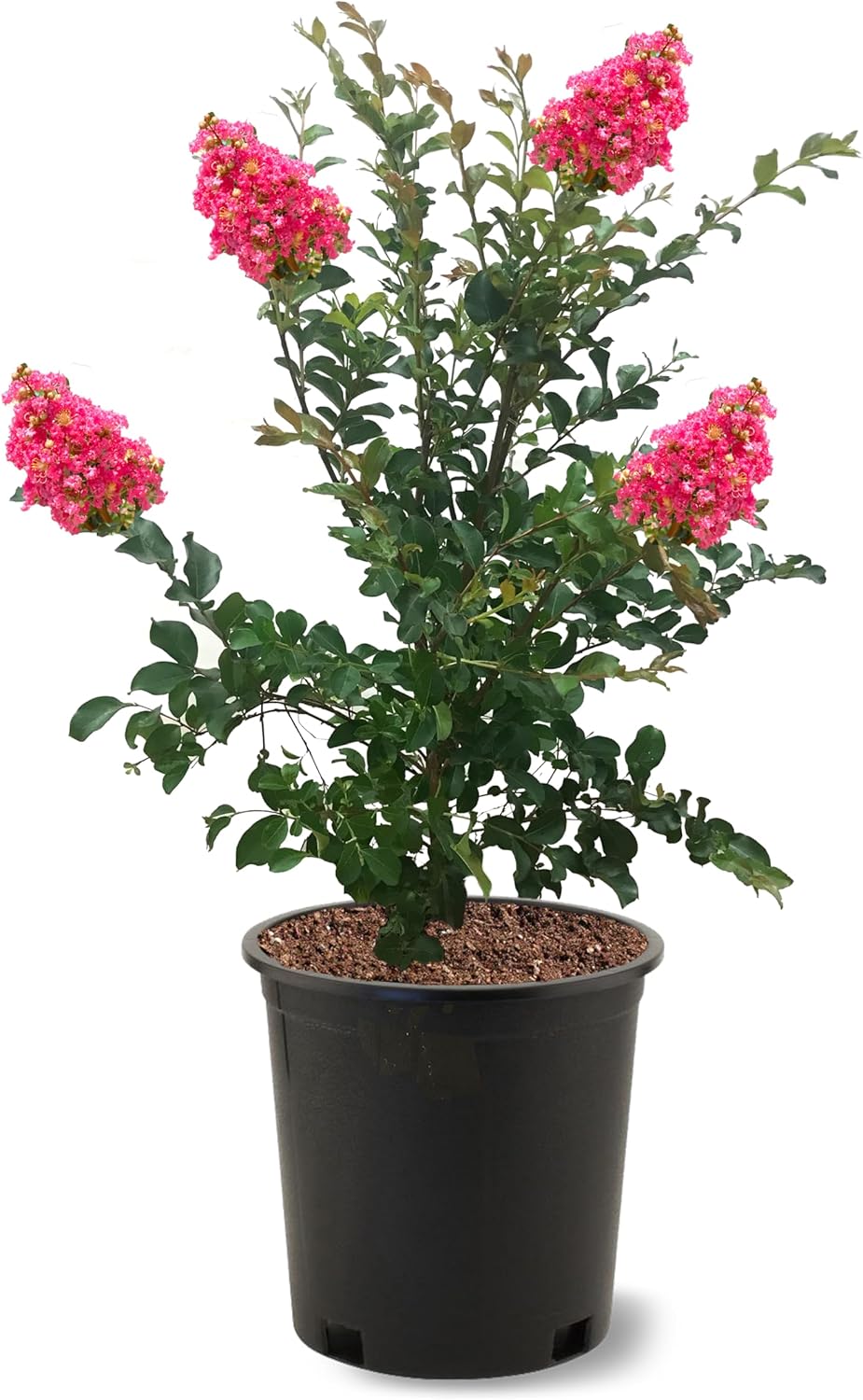 American Plant Exchange Tuscarora Crape Myrtle Tree Live, 3-Gallon Pot, 1-2ft Tall, Dark Pink