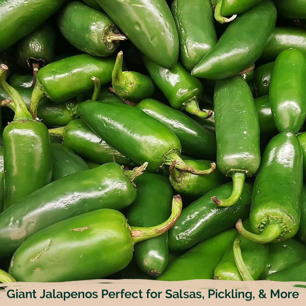 KVITER 100 Grande Jumbo Jalapeno Seeds for Planting (Capsicum Annuum) – Ultimate Stuffer Heirloom