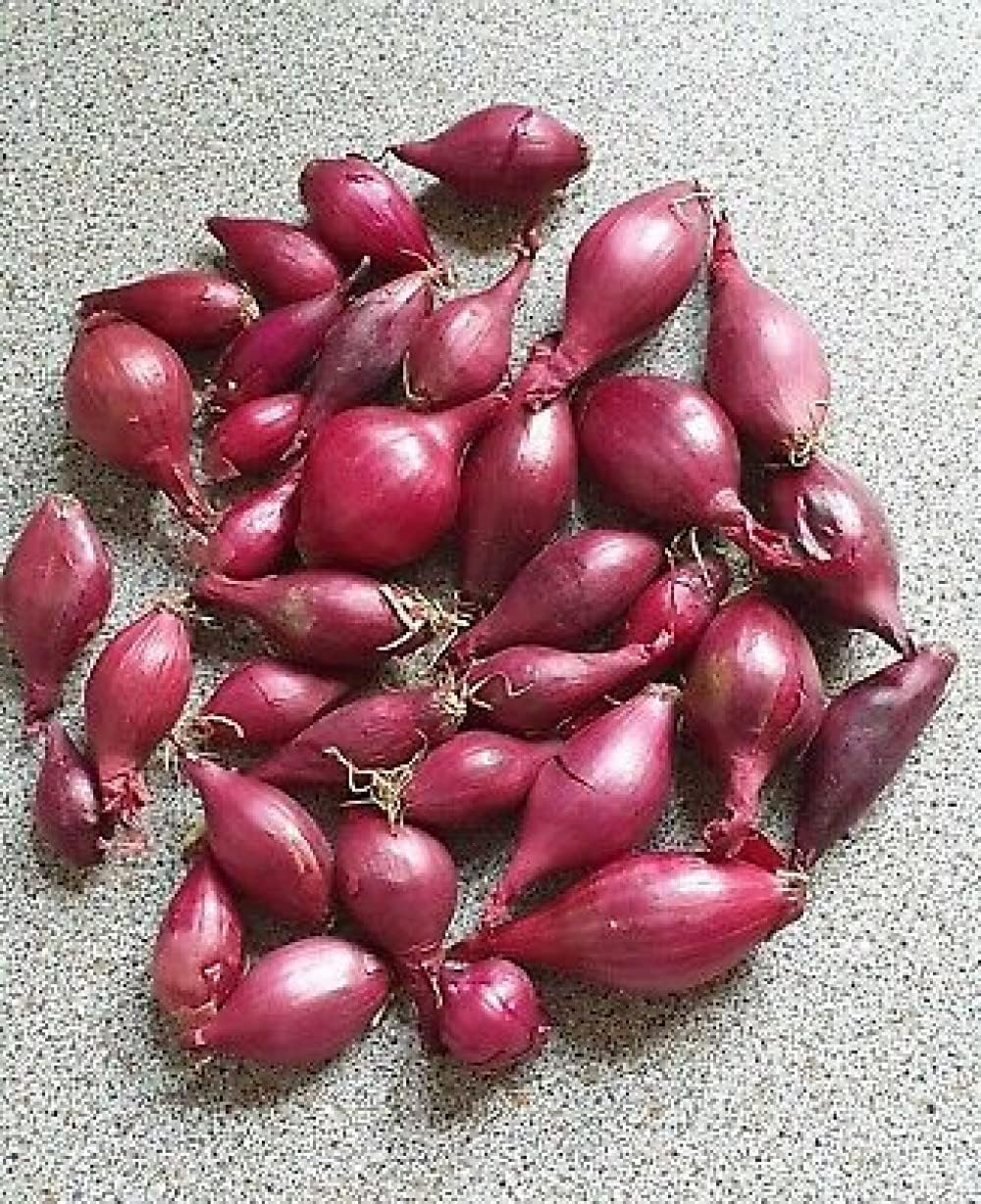 Onion Bulb Sets, Red Onion Sets, 1 Pound, Sold by Weight not by Volume. Onion Bulb Sets to Plant