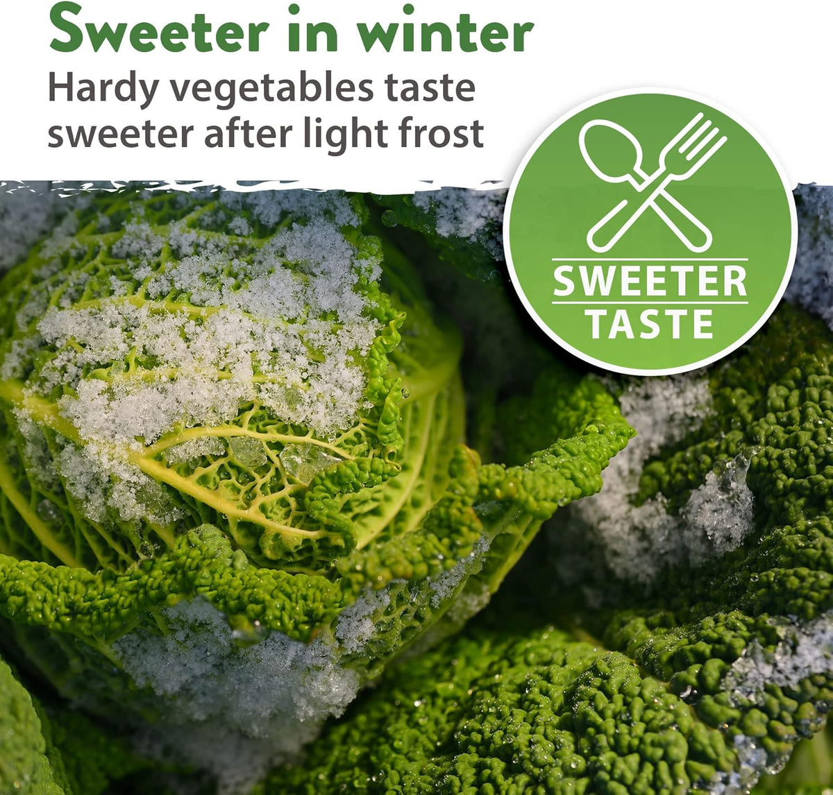HOME GROWN 12 Winter Vegetable Seeds π‘π’π‘-ππ π’ Heirloom,Fall & Winter Vegetable Seeds for