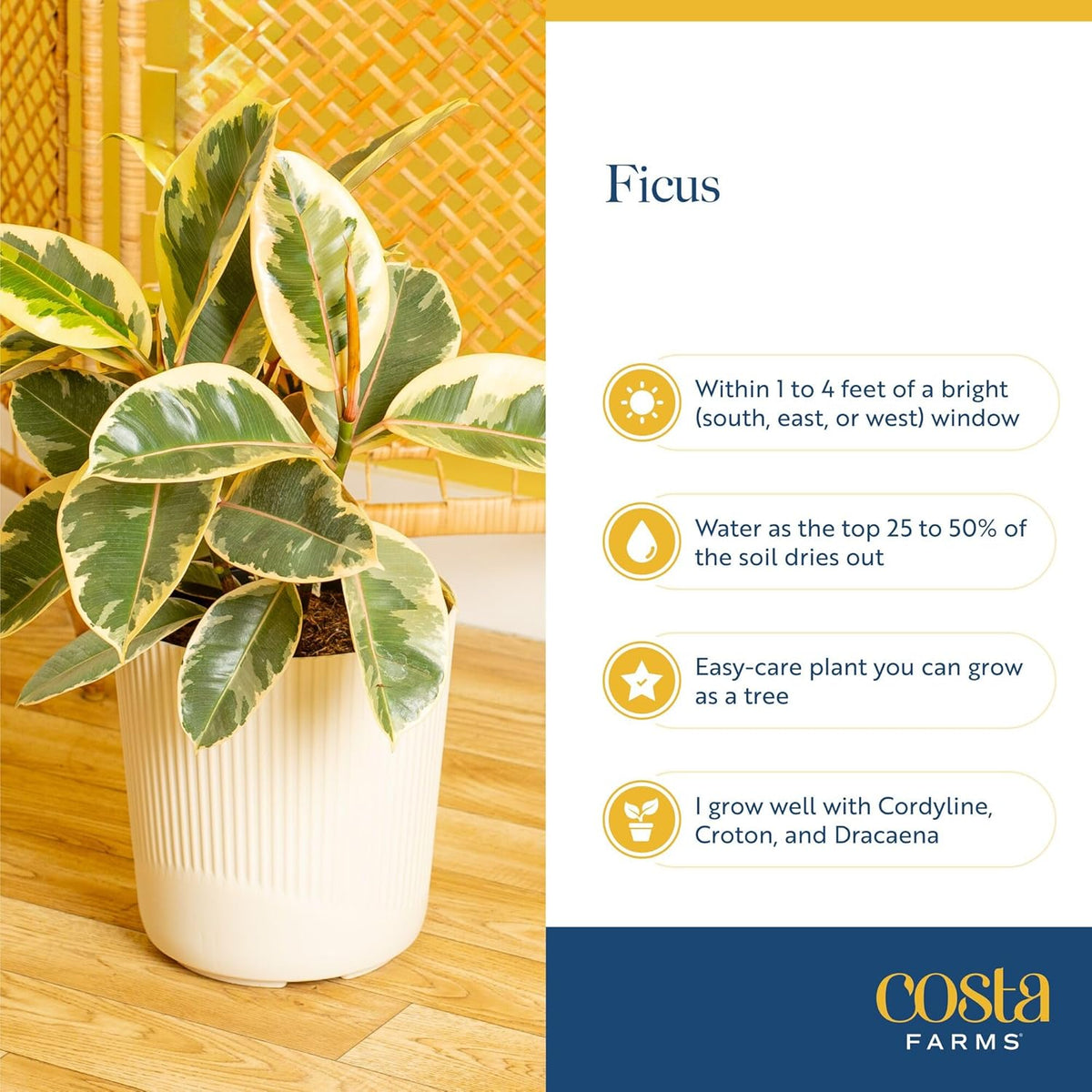 Costa Farms Ficus Live Plants (Pack of 6), Easy to Grow Live Indoor Houseplants, Grower's Choice