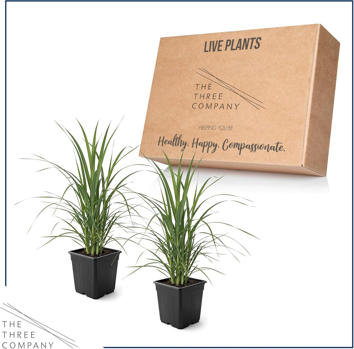 Ornamental Assorted Pink and White Grass (2 Plants Per Pack) - Live Decorative Plant - 12" Tall by