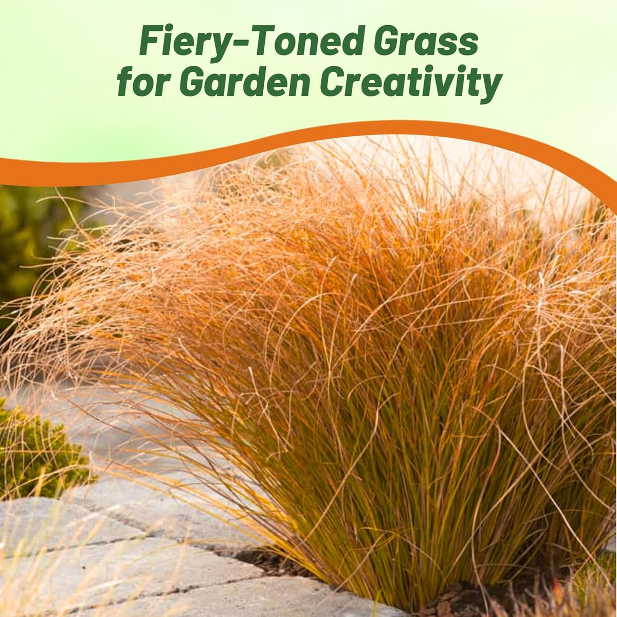 Outsidepride Carex Prairie Fire Ornamental Grass Seed – 400 Pcs. Perennial, Low-Maintenance