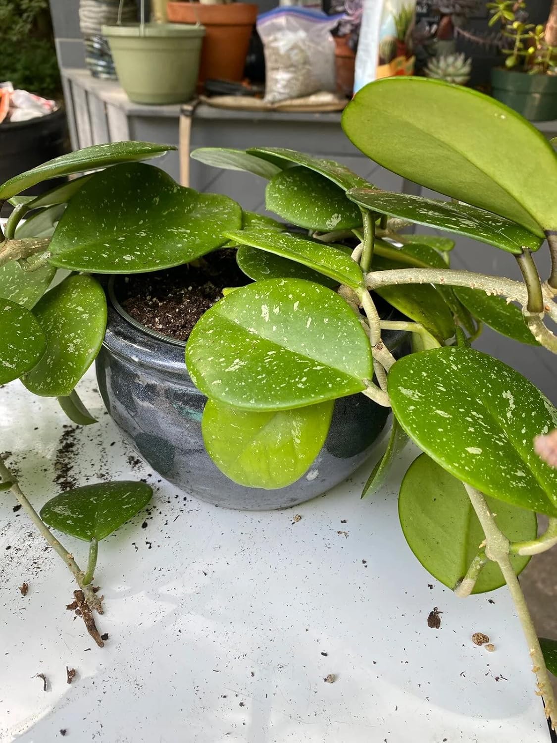 Gardenera Hoya Plant Premium Potting Mix - 5 Quart - Optimal Balance for Thriving Hoyas: Air