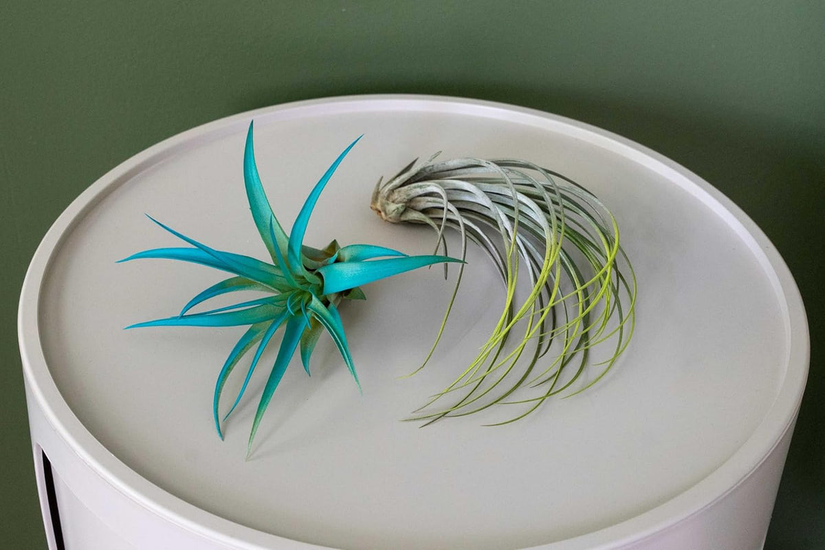 Purple Colorful Tillandsia Air Plants - Long Lasting Color Enhanced Live Tillandsia Succulent House
