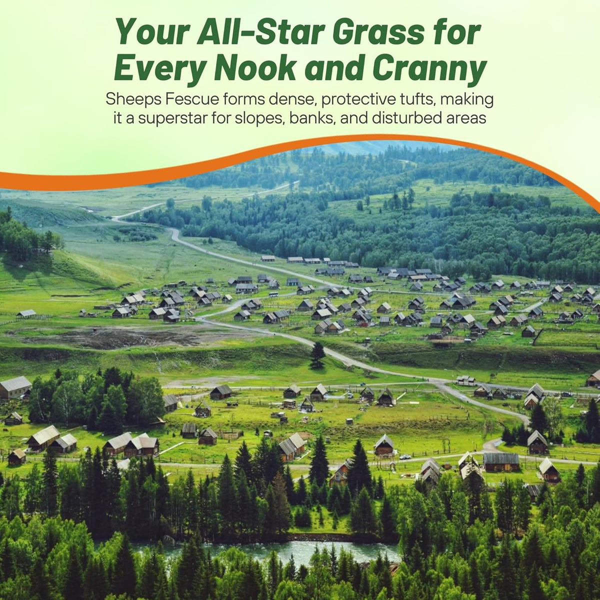 Outsidepride Sheeps Fine Fescue Grass Seed - 25 Lbs. Perennial Heat & Drought Tolerant Dense Green