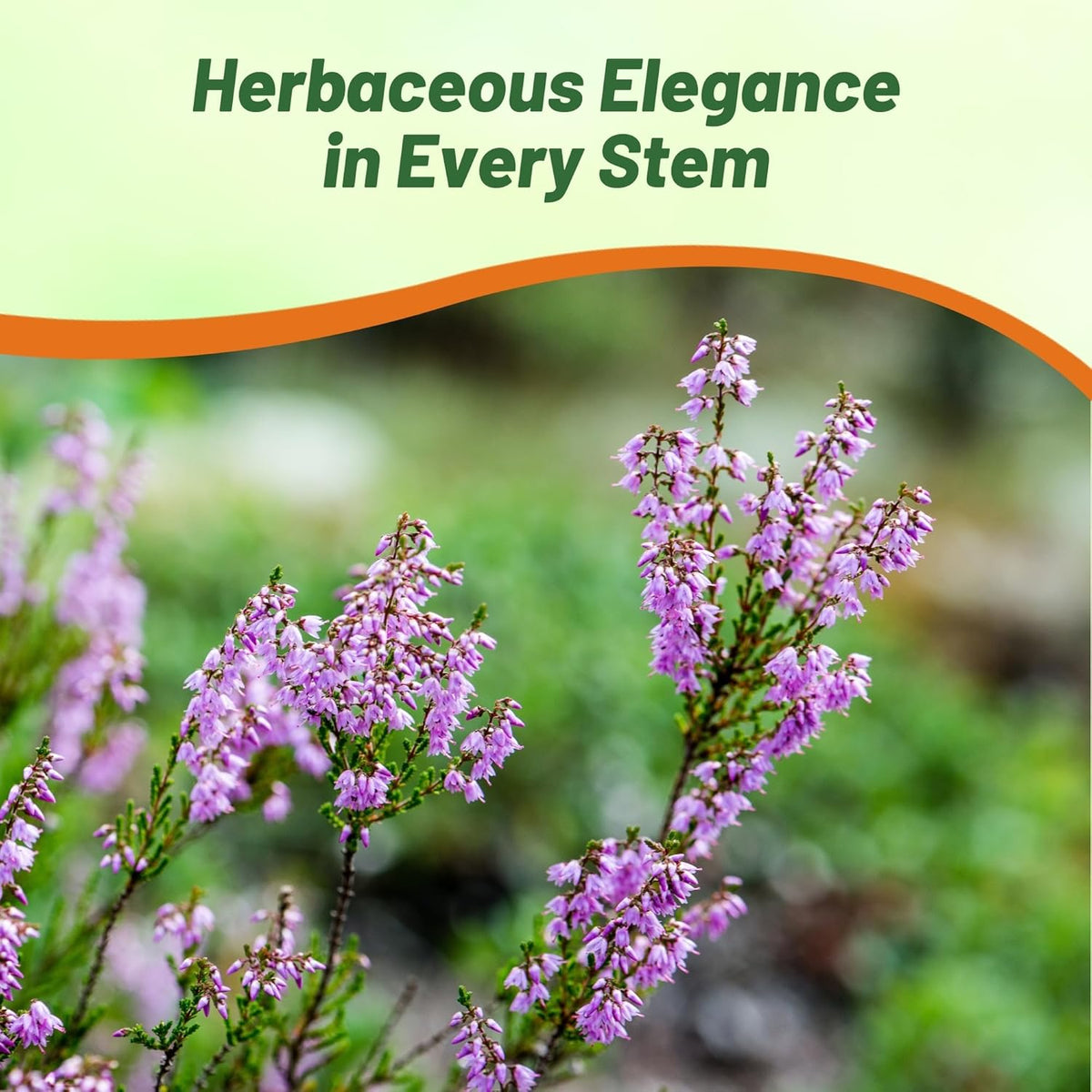 Outsidepride Germander Herb Seeds - 500 Pcs Perennial, 18-Inch Tall, Violet Blooms, Evergreen