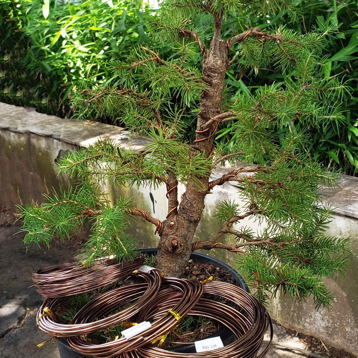98 Feet Brown Anodized Aluminum Bonsai Training Wire, 4.0mm Anodized Aluminum Wire, 98 Feet Bonsai