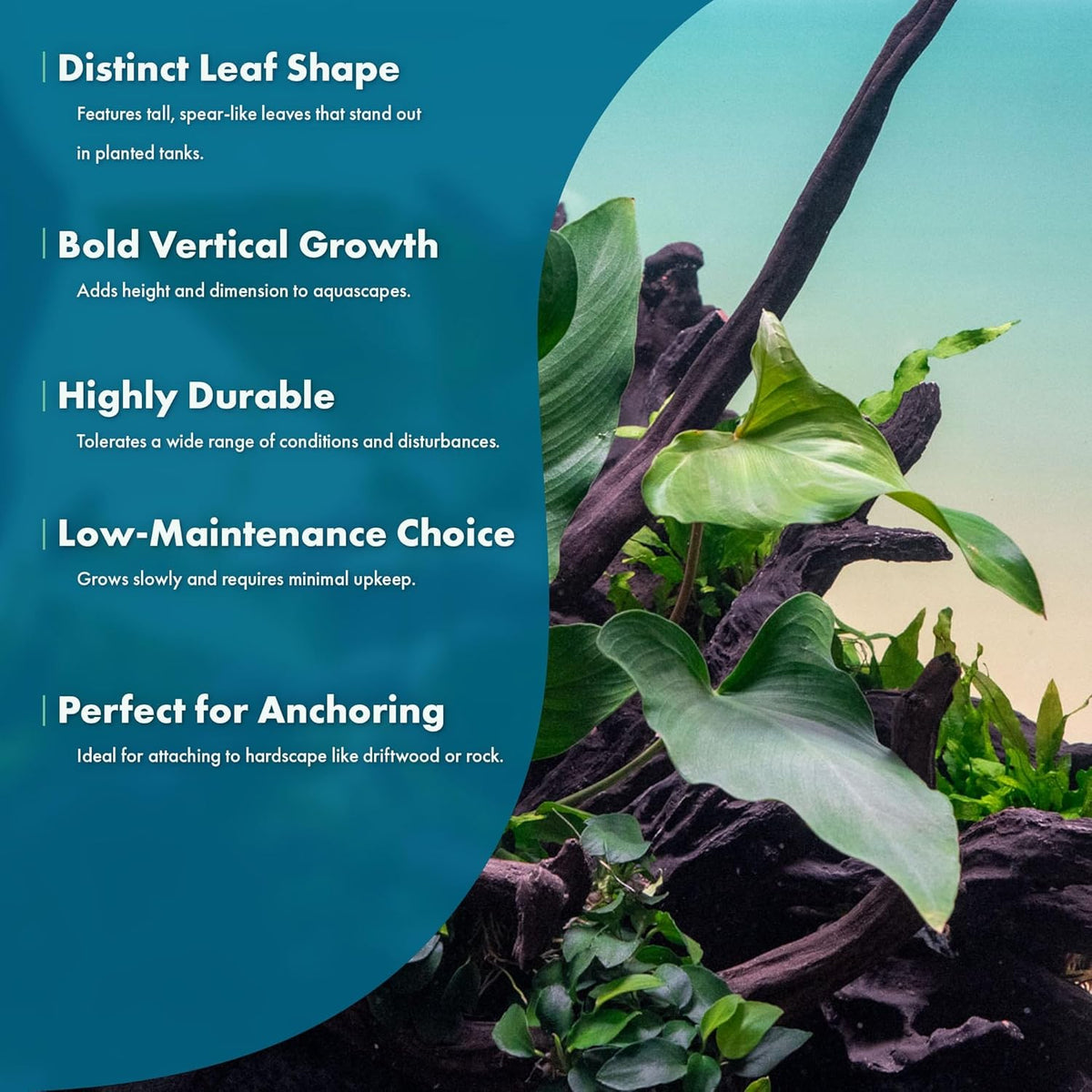 SubstrateSource Live Plants – Anubias Hastifolia (Anubias hastifolia) – Low to Moderate Light