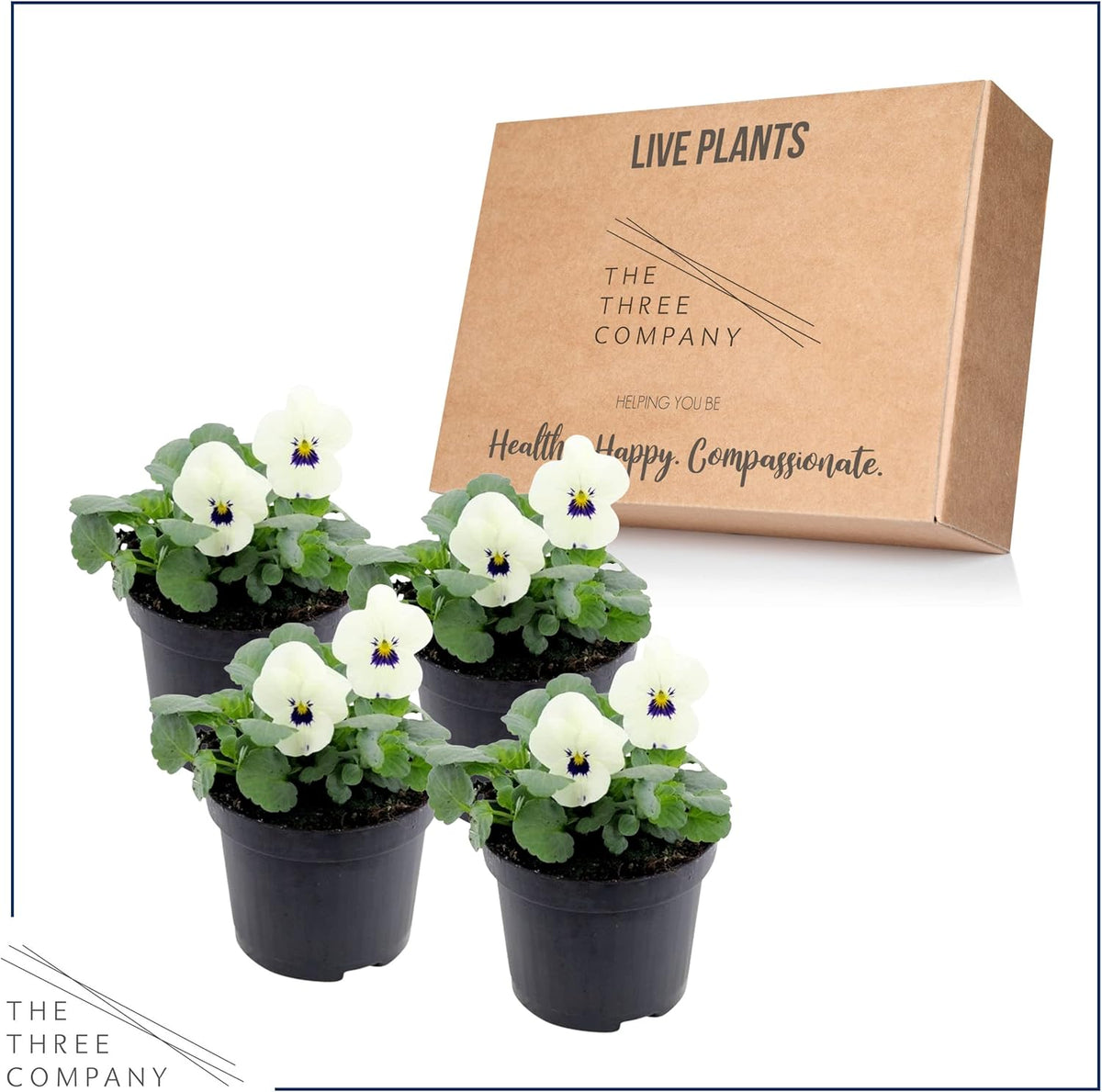 Live Healthy Flowering Pansies - White Blotch (4 Plants Per Pack), Beautiful Fall Color, 6" Tall by