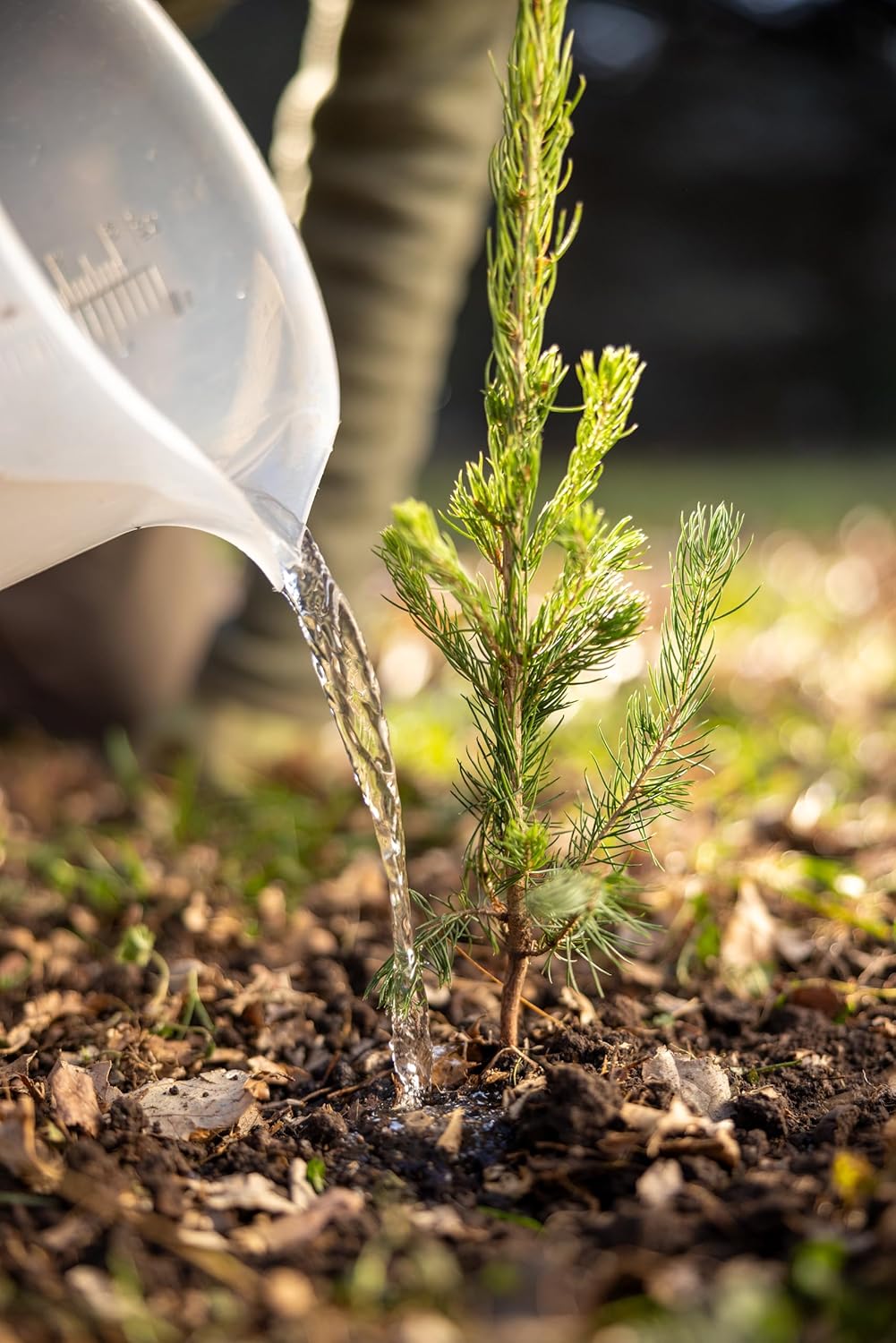 White Spruce Live Tree Seedlings | 6"-12" | Arbor Day Foundation (3-Pack)