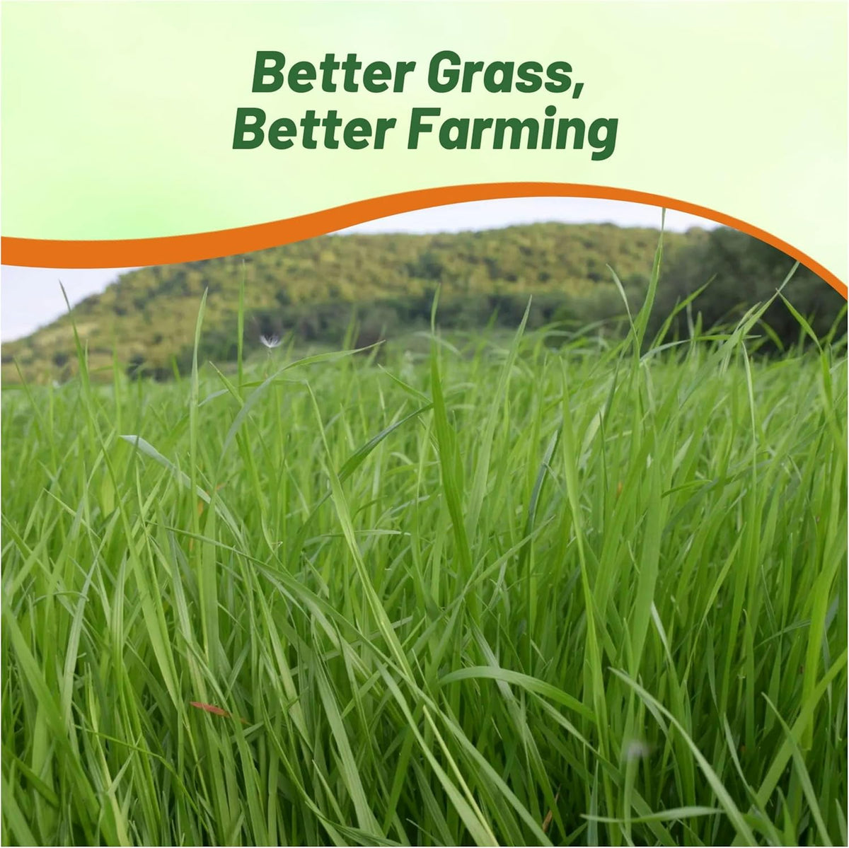 Outsidepride Ryegrass Seeds - 25 lb. Annual, Hardy & Fast-Growing, Cover Crop Seeds for Planting