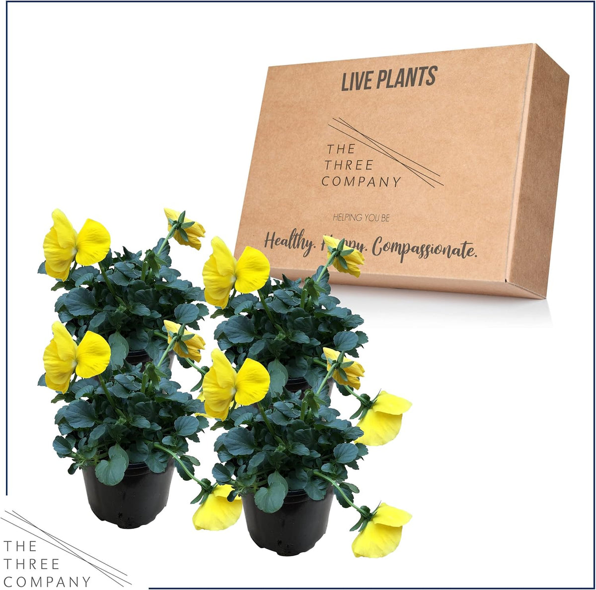 Live Healthy Flowering Pansies - Yellow (4 Plants Per Pack), Beautiful Winter Color, 6" Tall by 4"