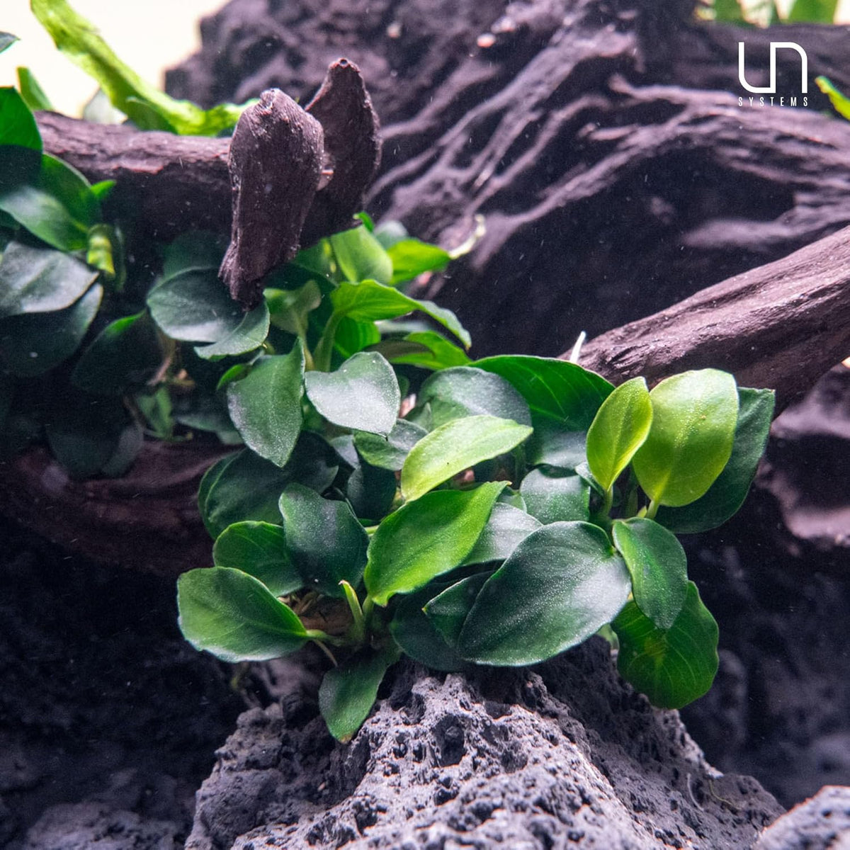 Ultum Nature Systems Live Tissue Culture - Anubias Minima Dragon Claw (Anubias Minima) - Easy - Low