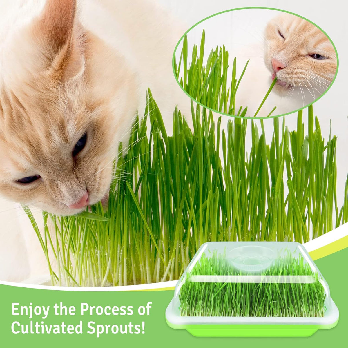 Legigo 5 Pack Seed Sprouter Trays with Lids- Soil-Free Cultivation Germination Tray, BPA Free Micro