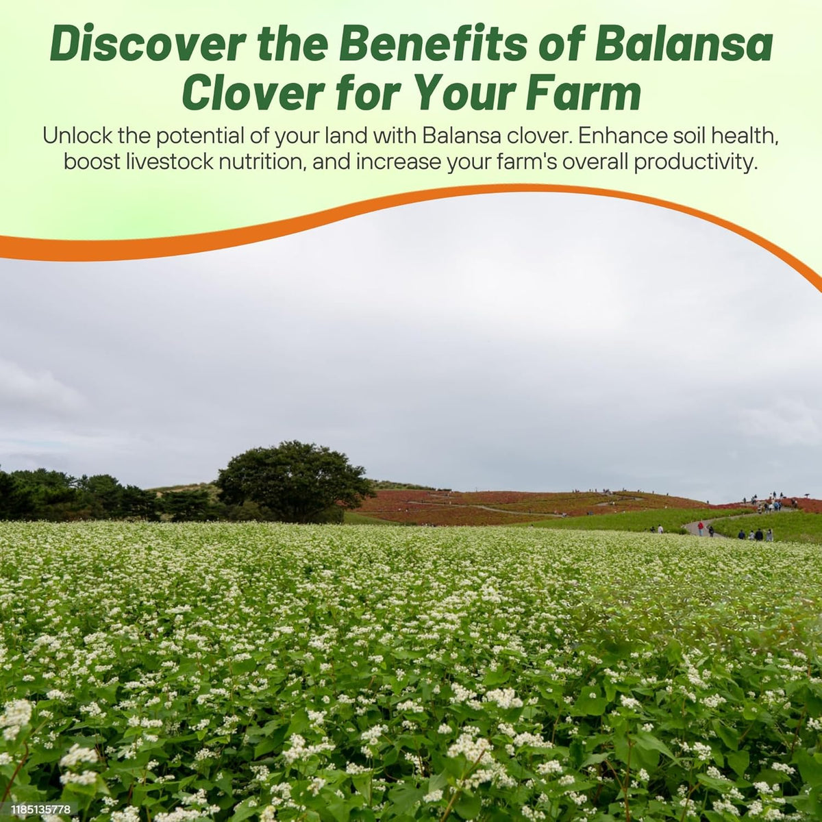 Outsidepride Fixation Balansa Clover Seeds for Lawn - 10 lbs. Coated & Inoculated, Cold Season