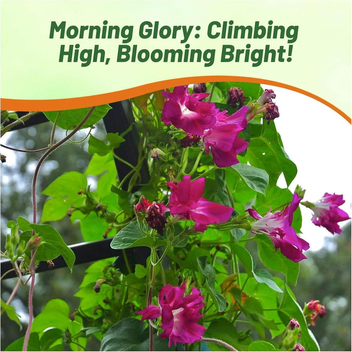 Outsidepride Sunrise Serenade Morning Glory Seeds - 100 Pcs. Annual, Climbing & Vining Flower Seeds