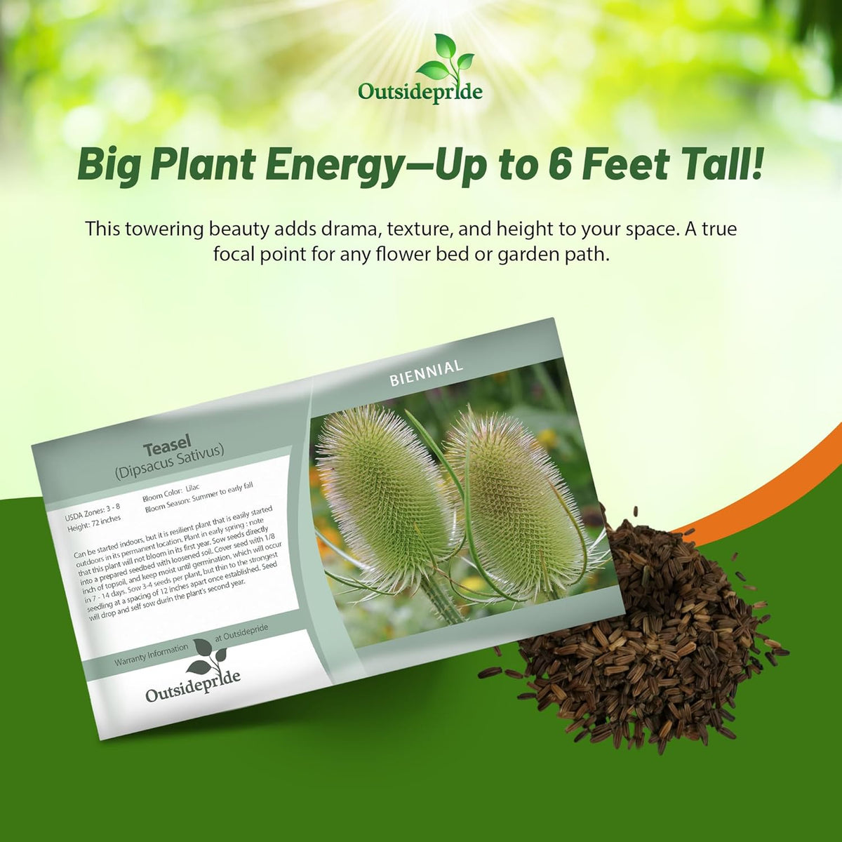 Outsidepride Teasel Seeds - 1000 Pcs. Biennal, Low Maintenance & Drought Tolerant, Flower Seeds for
