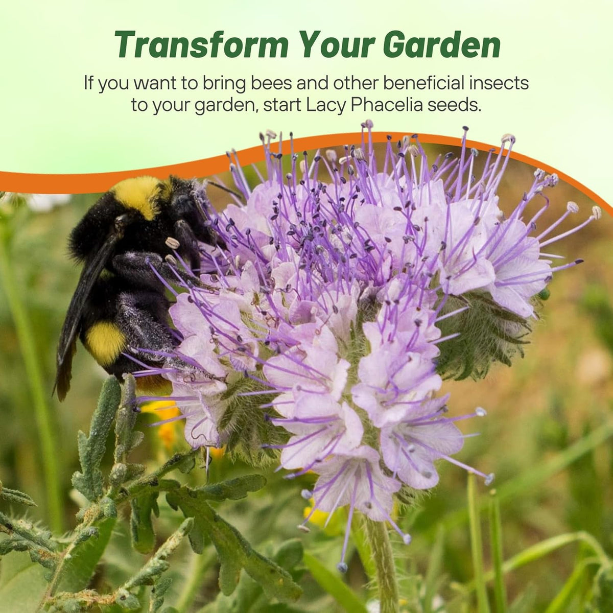Outsidepride Lacy Phacelia Seeds for Planting - 5000 Pcs Annual, Drought-Tolerant Wildflower Seeds