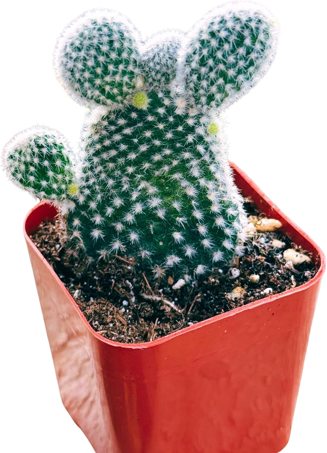 Succulents Plants Live 2inch Live Mini Succulent Plants, Easy Care House Plants Rooted in Succulent