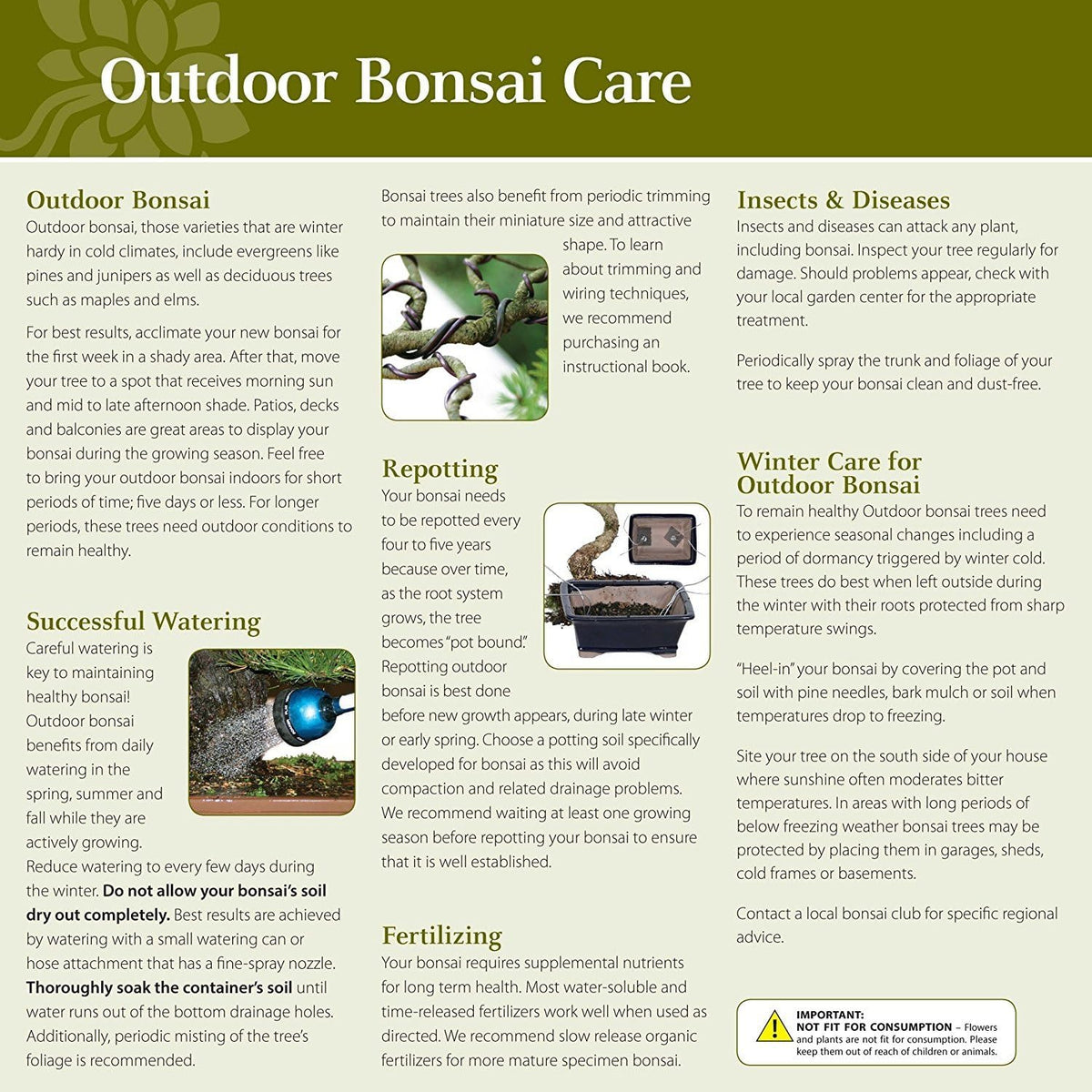 Brussel's Bonsai Live Chinese Elm Bonsai Outdoor Tree Gift Bundle - Small Bonsai Tree - Bonsai Kit