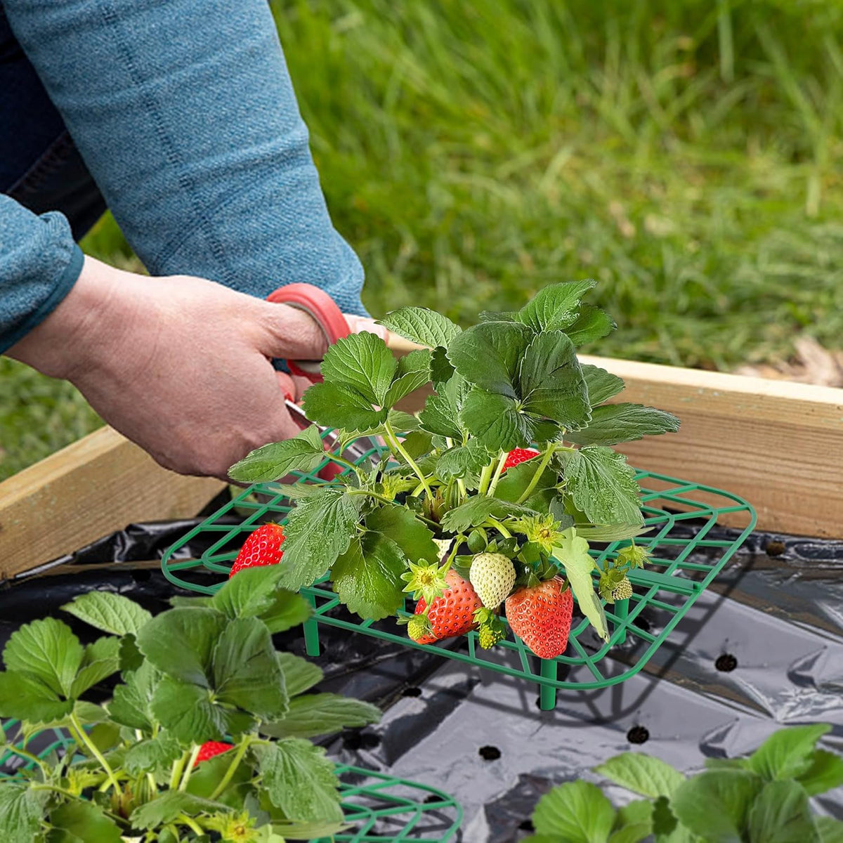 Iceyyyy 12 Packs Square Strawberry Supports-Strawberry Growing Racks- Plant Support Strawberry