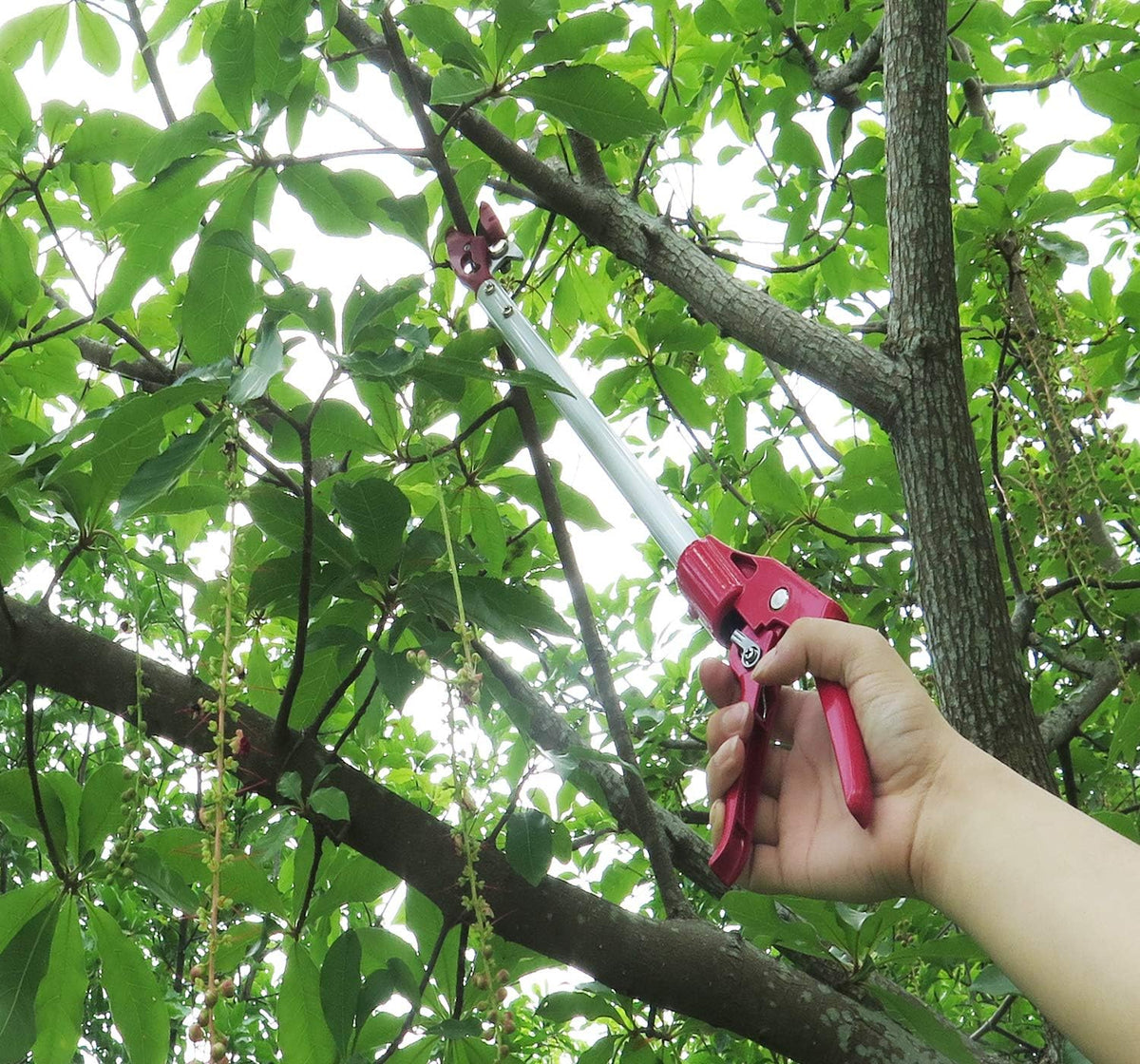 2 Feet Cut and Hold Tree Pruner, Rotation Pole Tree Trimming, Short Reach Fruit Picker, Branches