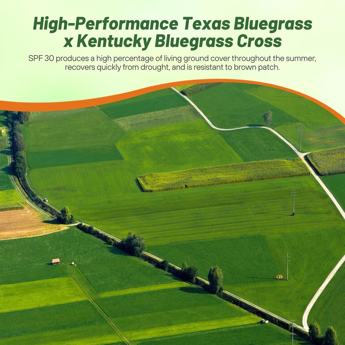 Outsidepride SPF-30 Hybrid Bluegrass Seeds - 5 lbs. Heat & Drought Tolerant, Texas Bluegrass &