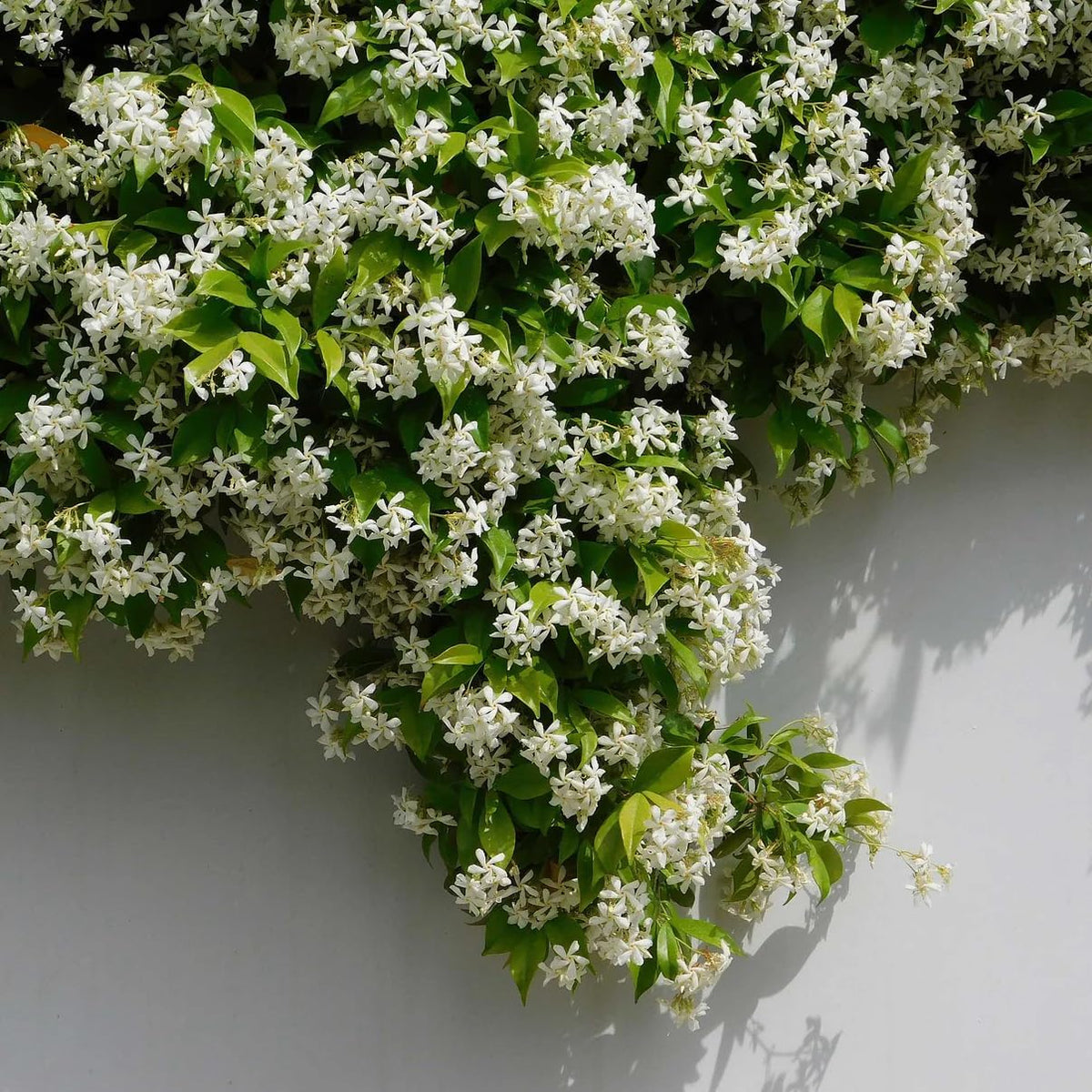 Star Jasmine/Confederate Jasmine - Trachelospermum Jasminoides. Live. Fragrant Flowers. (2 Plants