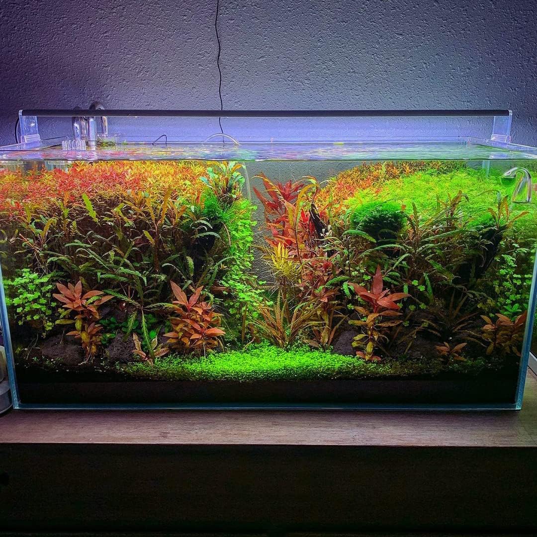 SubstrateSource Live Aquarium Stem Plants - Freshwater Aquatic Plant for Fish Tanks, Aquascaping