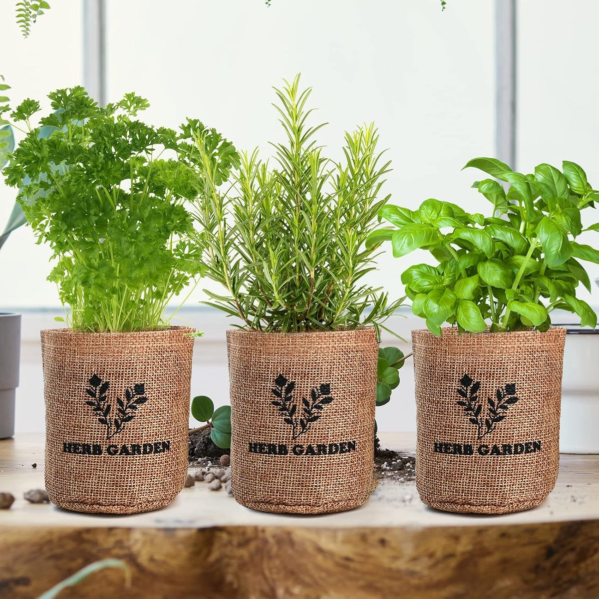 5 Herb Seeds Garden Starter Kit with Complete Planting Kit & Wooden Flower Box, Growing into Basil